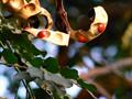 Red Lucky Seed ، Acacia Coral ، Circassian Seed ، Dilmawi ، Jumbi-Bead